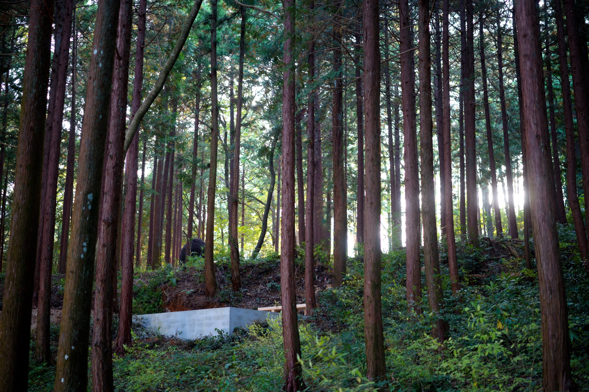 Liminality, a white cube sculpture by Ewa Wes (Wesołowska), situated in the Kamiyama forest during its inauguration.